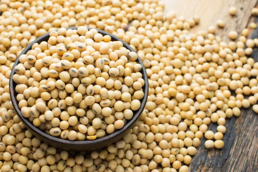 Kacang soya boleh menghasilkan minuman menyegarkan.