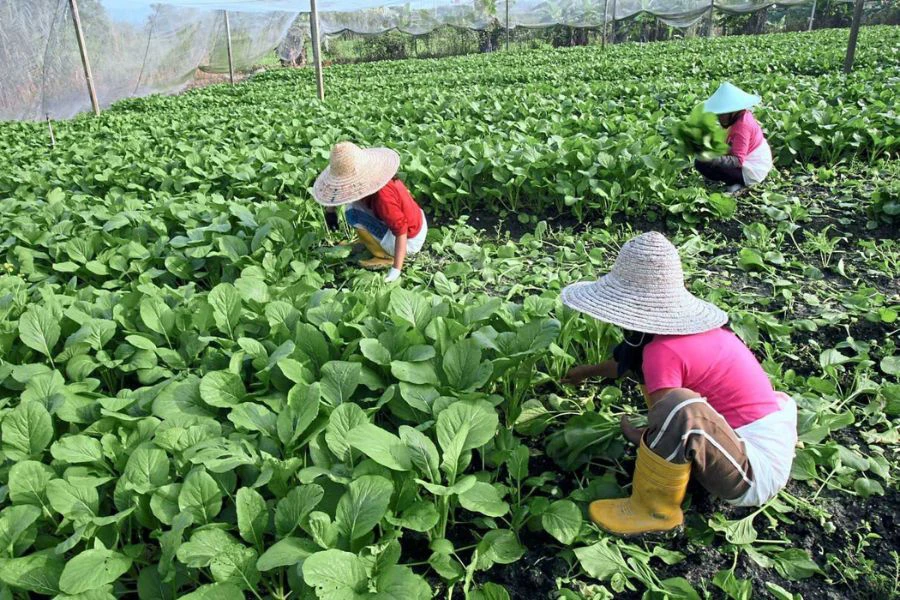Inisiatif tersebut membantu mewujudkan lebih banyak peluang kepada petani dalam membekalkan bahan-bahan tempatan.