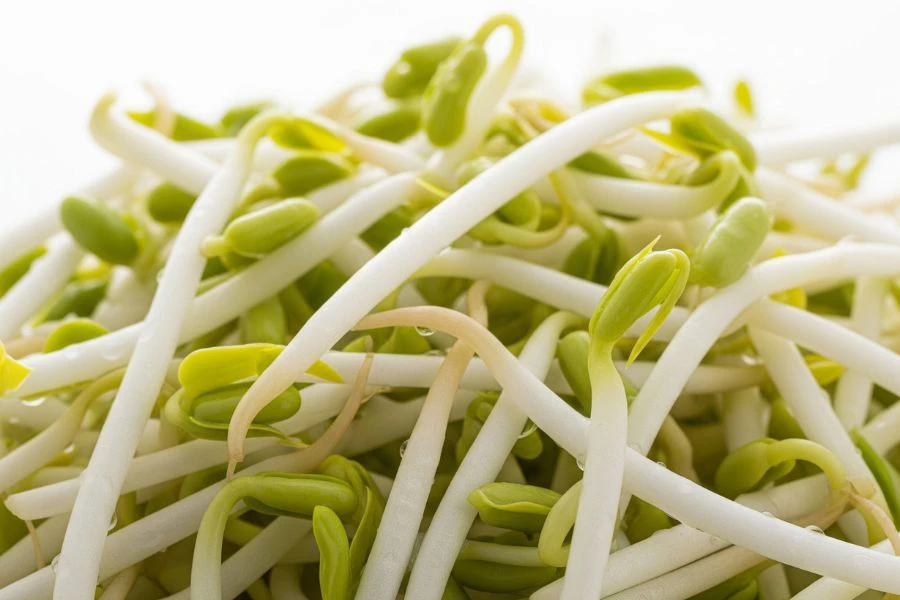 Taugeh antara sayur-sayuran yang akan cepat layu dan busuk walaupun disimpan dalam peti sejuk.