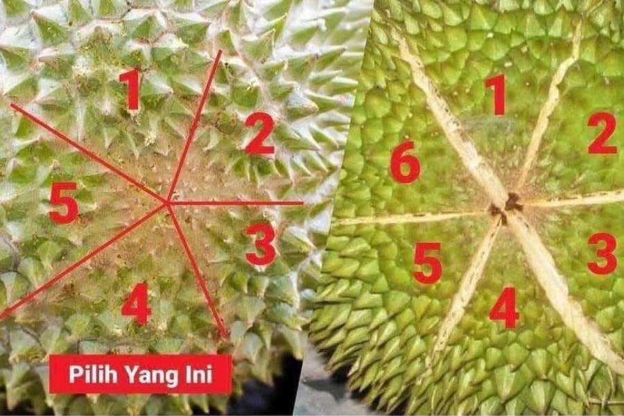 Durian dengan lima belahan padat dengan isi.