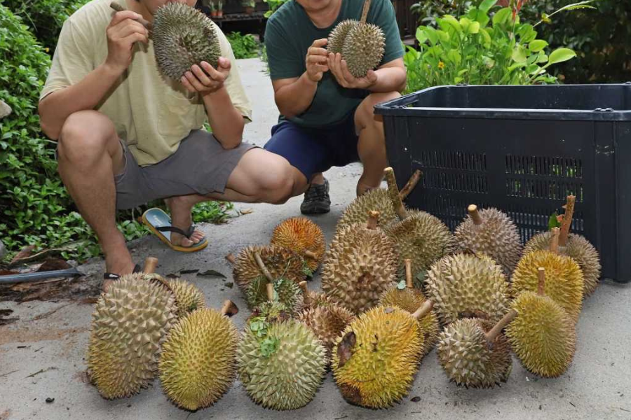 Elakkan durian berduri halus kerana isinya mungkin tak begitu cantik.