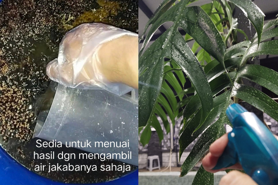 Selepas siap, pati baja boleh digunakan secara siraman atau semburan.