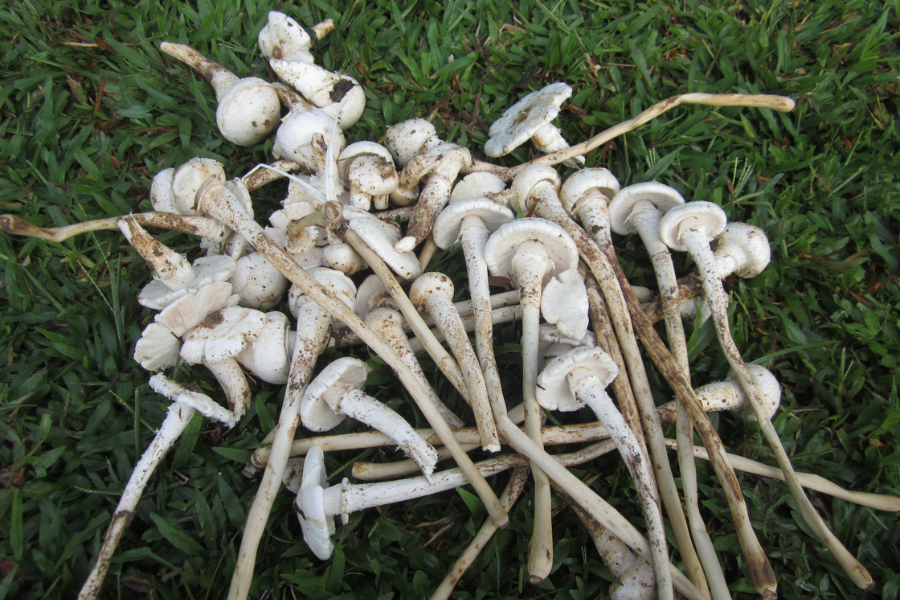 Cendawan busut kembang di awal pagi dan mati dalam tempoh dua hari.