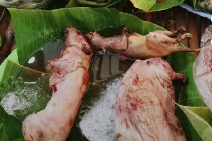 Daging tikus liar biasanya dijadikan jamu tradisional oleh suku di Asia Tenggara.
