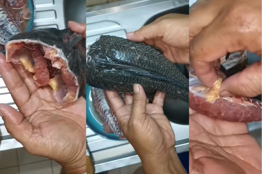 Isi ikan bandaraya seolah rasa ayam.