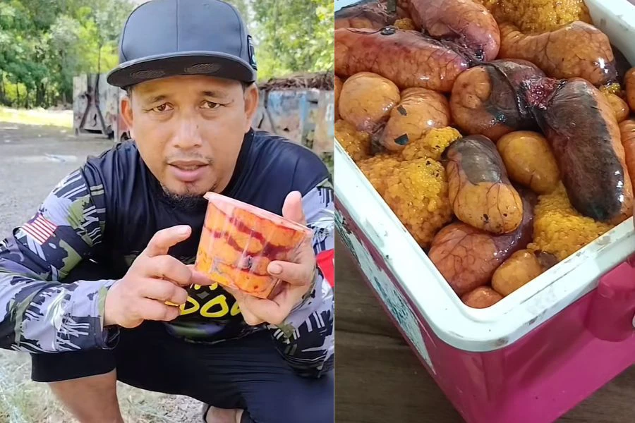 Telur ikan bandaraya juga digunakan sebagai umpan memancing.