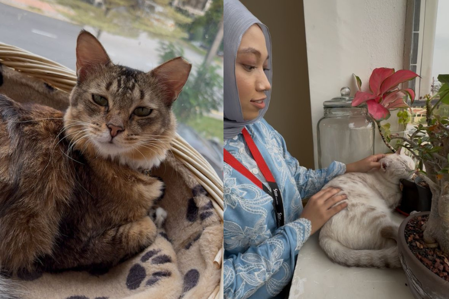 Kucing-kucing di Spring Spring Cafe dibiarkan bebas bermain.