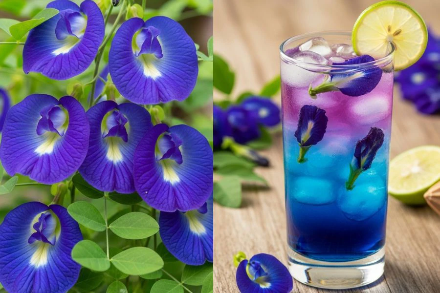 Bunga telang juga tinggi dengan khasiat.