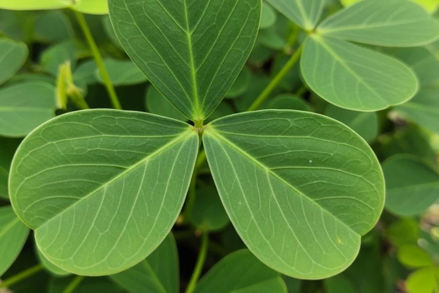 Tenggek burung tinggi dengan khasiat antioksidan.
