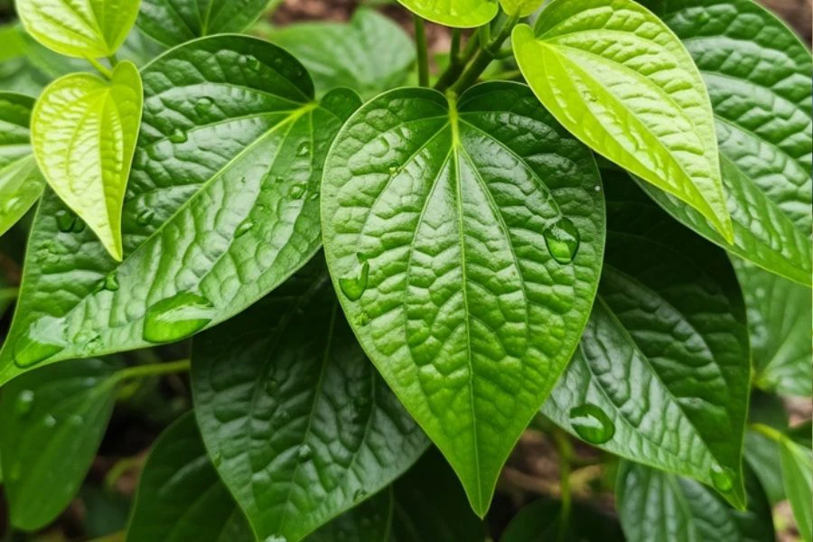 Mirip daun sirih, tapi daun kaduk tidak menjalar sebaliknya tumbuh di permukaan tanah.