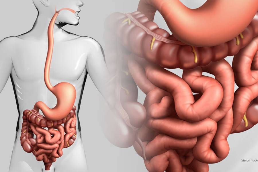 Kandungan serat tinggi pada buah naga membantu melancarkan sistem pencernaan.