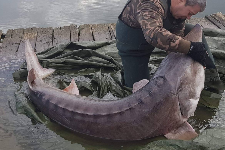 Ikan beluga dikategorikan sebagai hidupan fosil.
