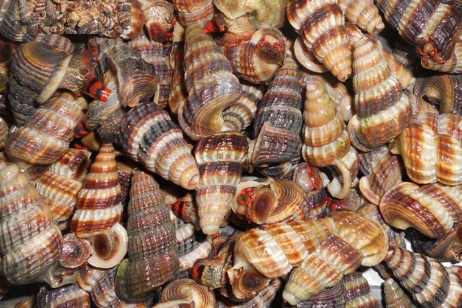 Siput sedut antara hidupan air tawar enak dimasak lemak cili api.