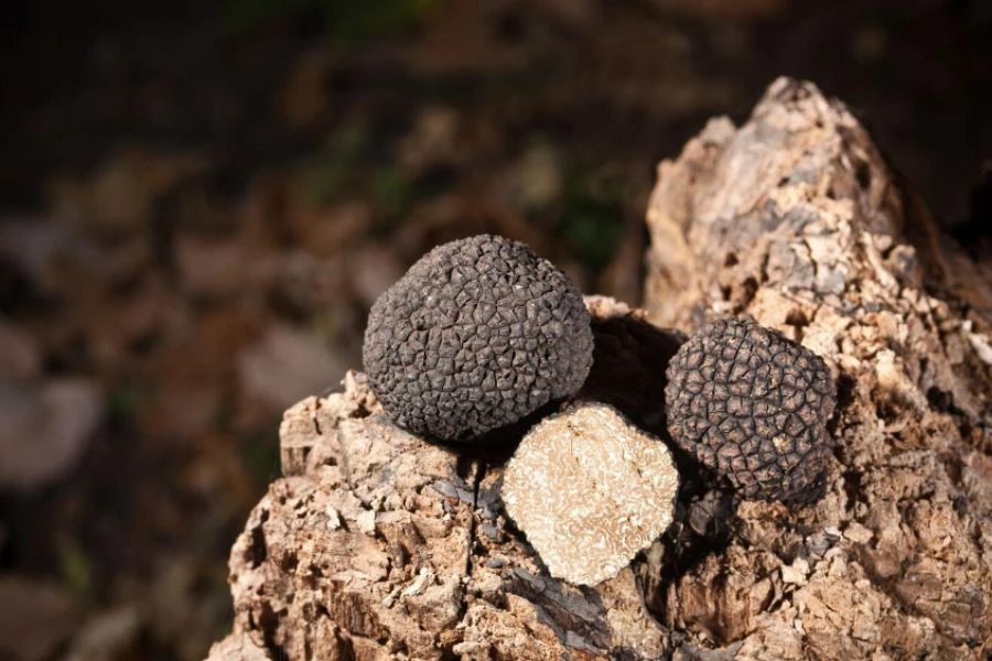 Black Truffle turut dikenali sebagai intan hitam dalam kalangan pemburu cendawan.