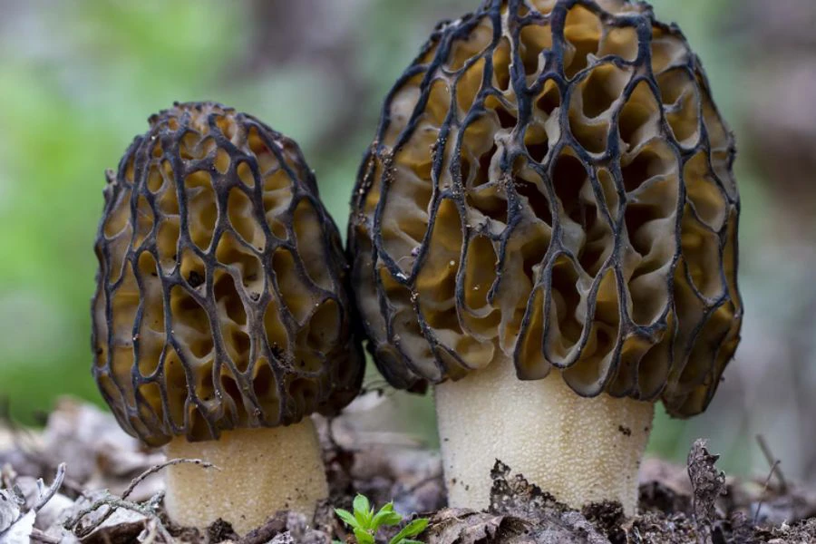 Matsutake antara cendawan penting dalam budaya Jepun.