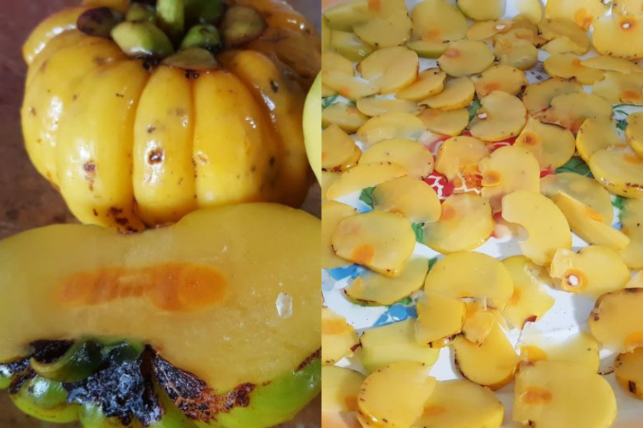 Bentuk asam keping sebelum diproses dan dikeringkan.