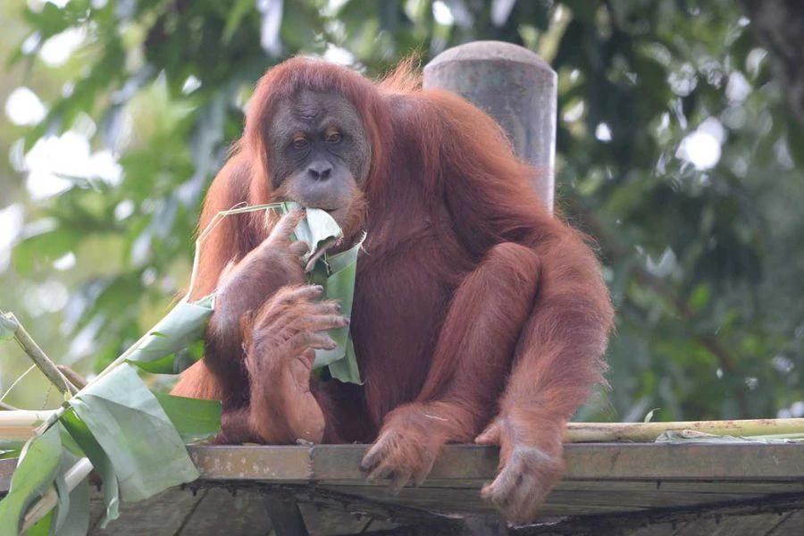 Kajian mendapat orangutan bijak memilih menu diet semula jadi.