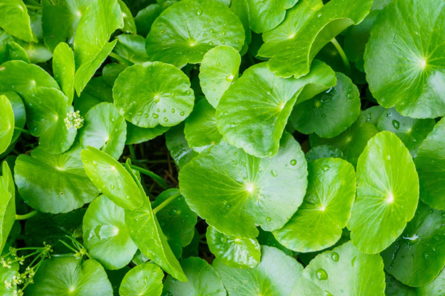 Pegaga mempunyai pelbagai manfaat kesihatanbagi ibu mengandung.