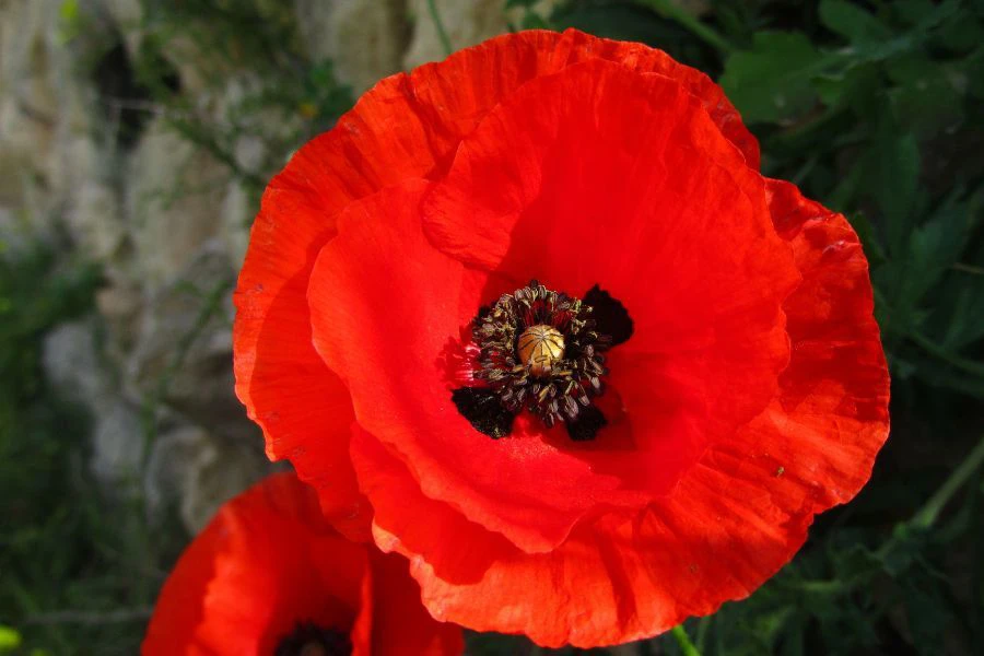 Biji kaskas berasal dari pokok popi yang dituai menjadi bahan rempah.