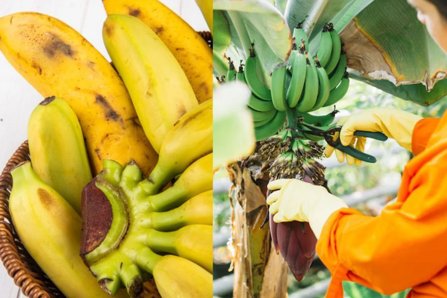 Terdapat pelbagai jenis pisang dengan rasa berbeza mengikut negara.