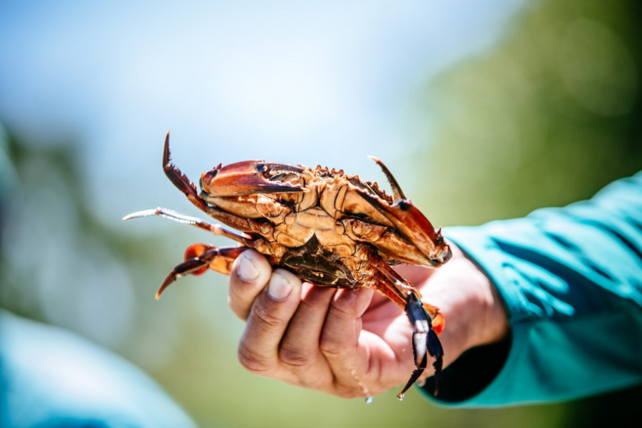 Salah satu cara paling mudah nak tahu ketam berisi atau tidak adalah menggunakan teknik timbang tangan.