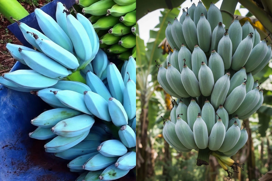 Pisang dengan kulit berwarna biru kehijauan ini boleh ditemui di Filipina dan Hawaii.