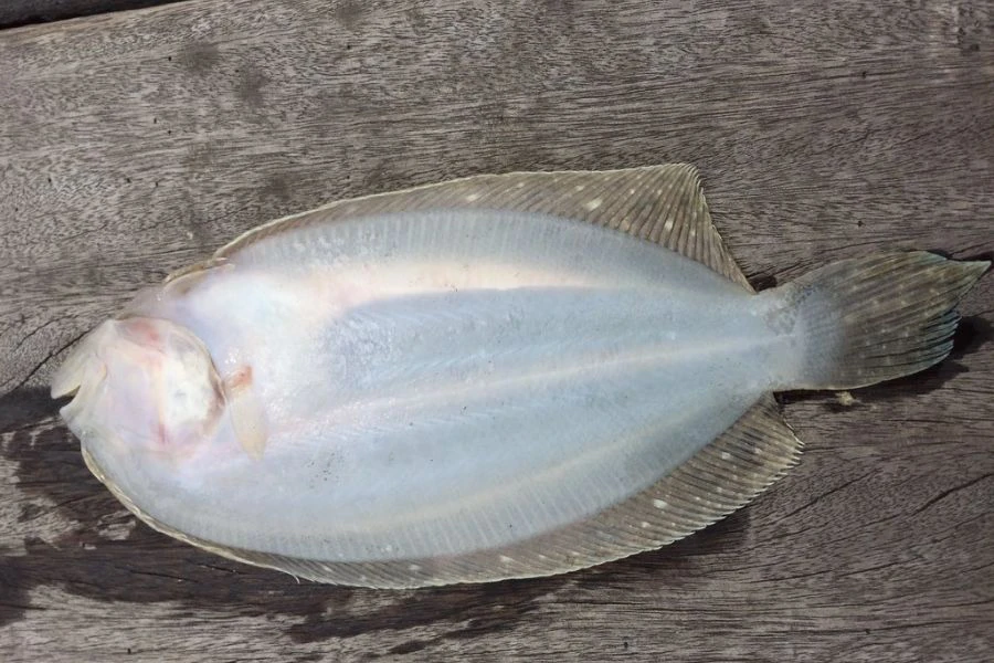 Salah satu ciri menarik ikan sebelah ini memiliki dua mata pada satu sisi badan.