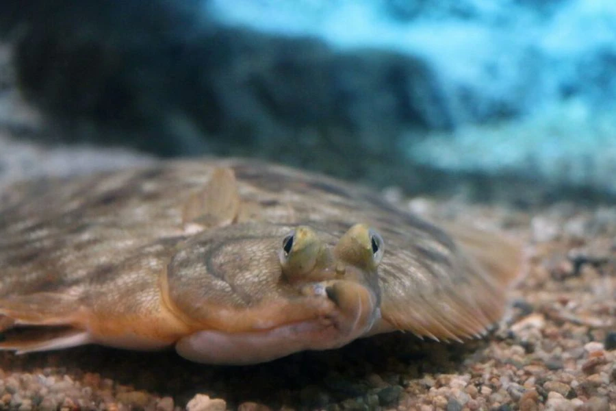 Ikan jenis ini menggunakan sel pengubah warna untuk menyesuaikan diri di dasar laut.