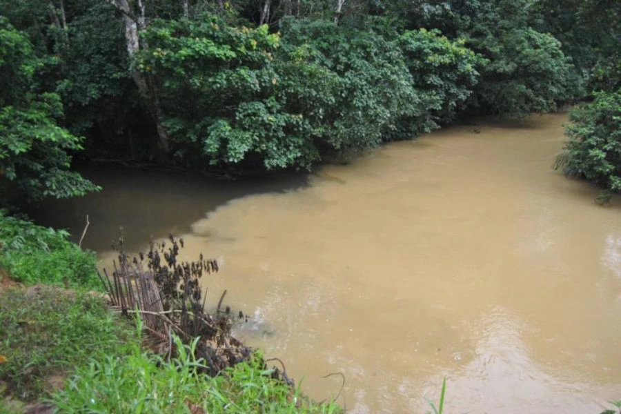 Ikan sebelah juga boleh didapati di kawasan berpayau atau muara sungai.