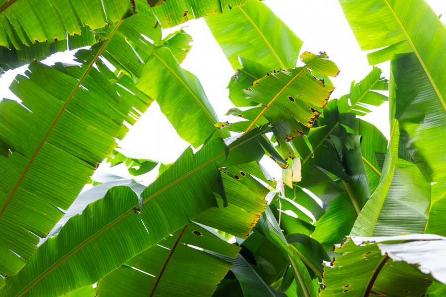 Banyak kegunaan duan pisang dalam kulinari tempatan.