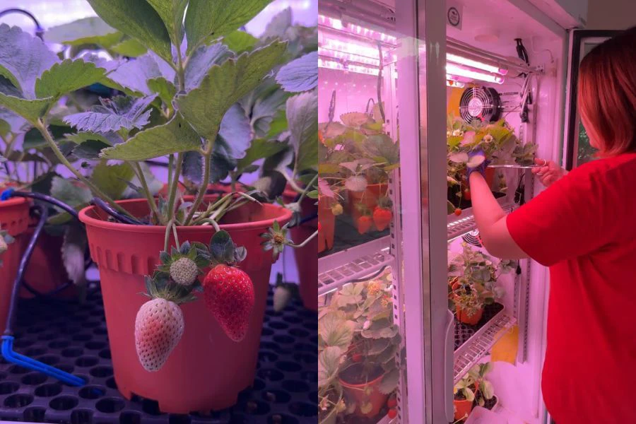 Kafe ini menampilkan konsep 'ladang' strawberi yang ditanam dalam chiller.