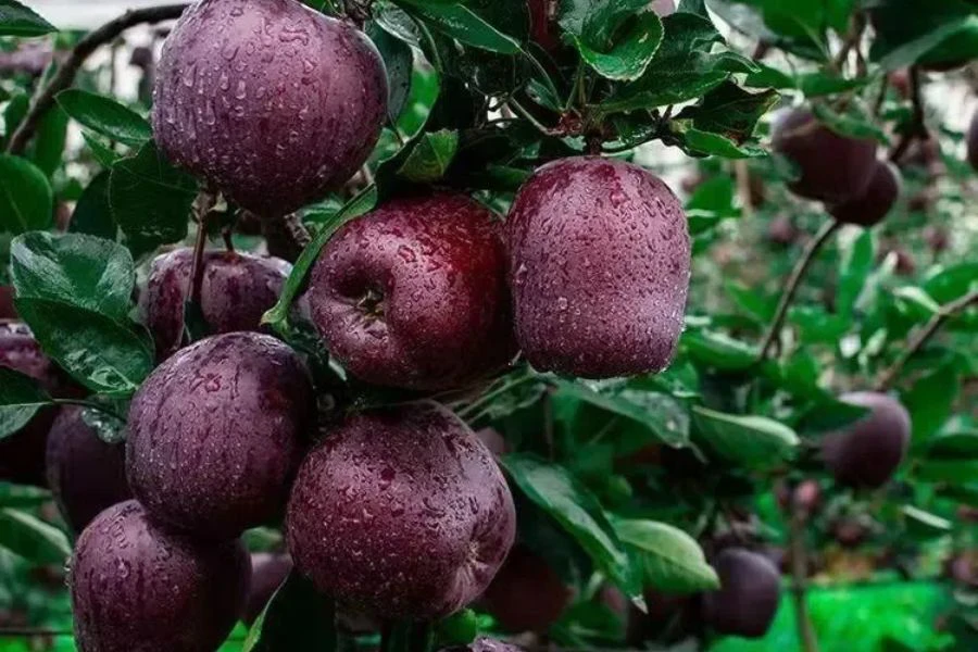 Buah ini boleh mencecah harga sekitar RM30 sebiji.