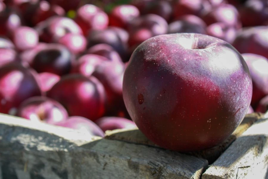 Disebabkan proses penanamannya terhad menjadikan buah ini premium.