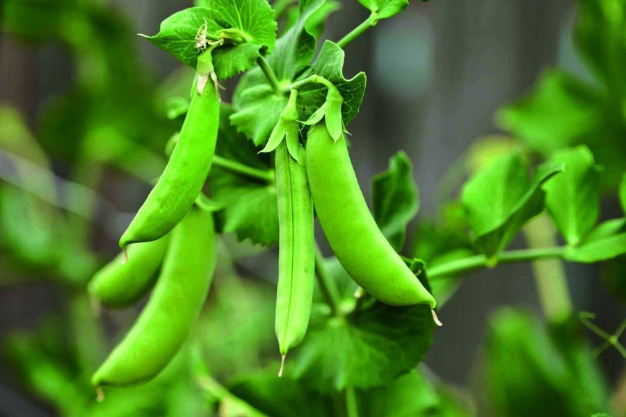 Kacang pis mengandungi protease inhibator iaitu sejenis bahan yang menganggu pencernaan dan penyerapan asid amino.