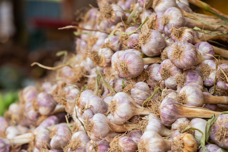 Bawang putih ungu kian popular dalam dunia kulinari masakan lokal.