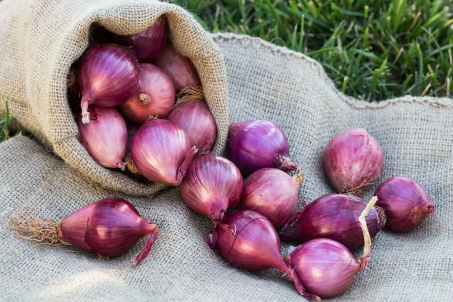 Bawang segar jika ditekan akan terasa padat dan keras.