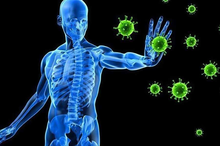 Kandungan antioksidan dan mineral membantu meningkatkan metabolisma badan.