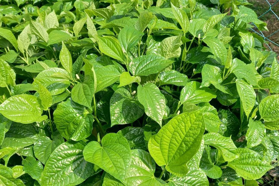 Daun kaduk mudah ditumbuh dikawasan tanah subur.