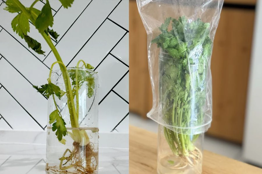 Batang dan daun ketumbar yang basah boleh menyebabkan ia cepat layu.