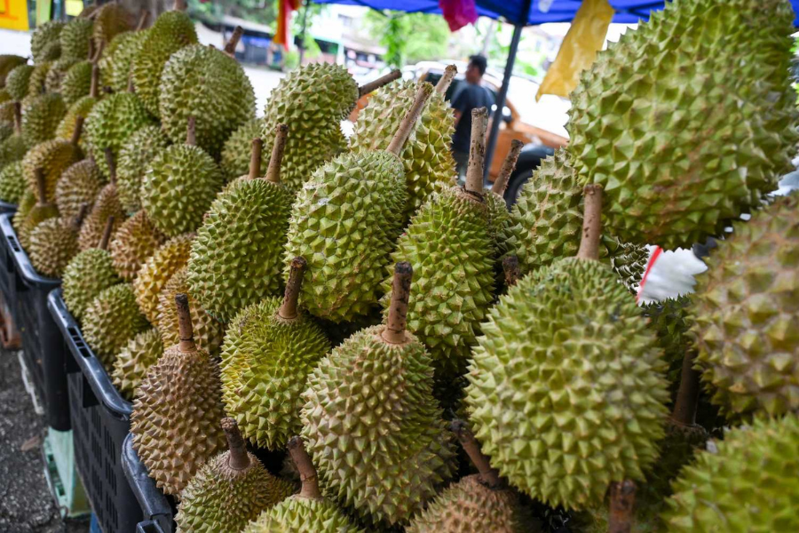 Nilai eksport durian ke China sangat tinggi dan ia menjadi sumber pendapatan penting buat petani tempatan.