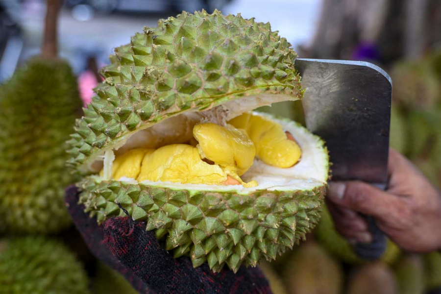 Durian Musang King sememangnya menjadi kegilaan ramai di Malaysia.