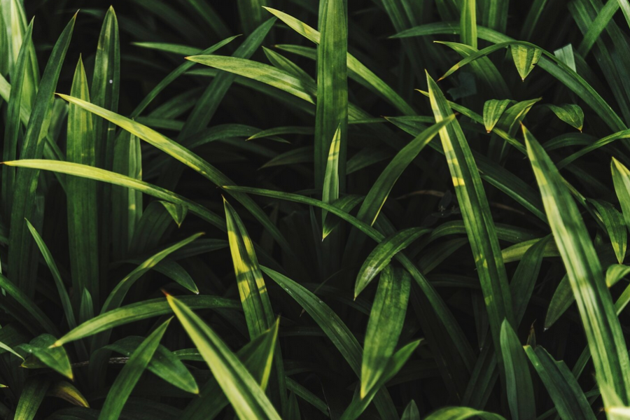 Selain masakan, daun lipas juga digunakan untuk menghalau lipas.