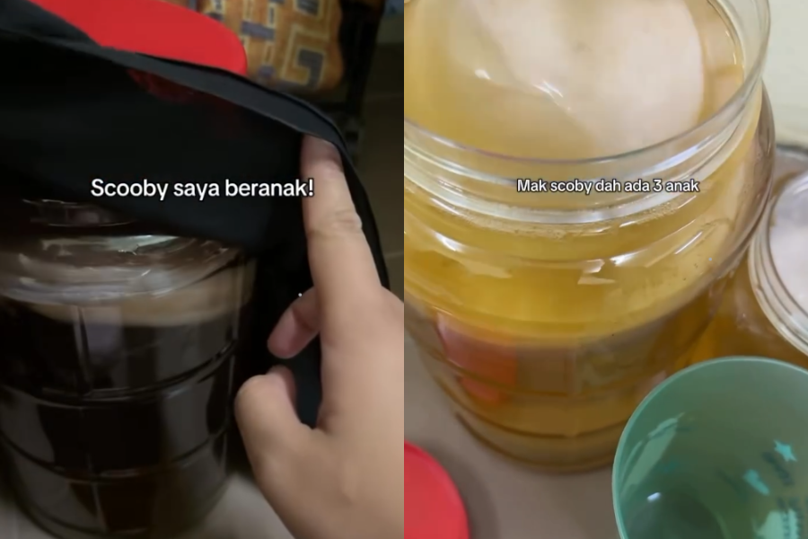 Air kombucha dihasilkan hanya menggunakan bancuhan teh O dan gula sebagai sumber makanan scoby.