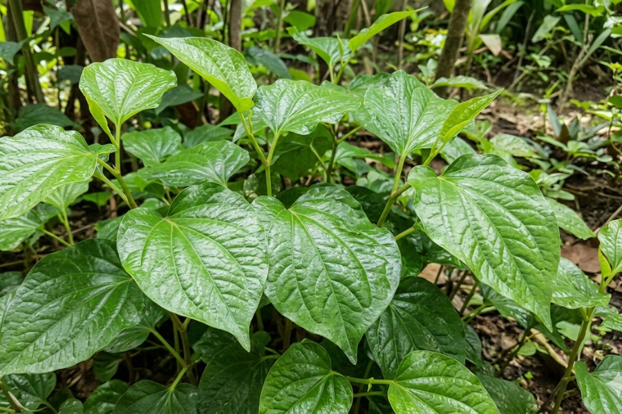 Daun kaduk membantu melancarkan penghadaman dan melegakan perut berangin, sembelit serta menyingkirkan toksin dalam badan.