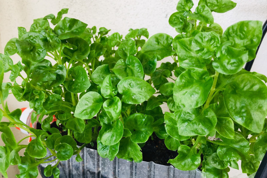 Bayam Brazil membantu mencegah anemia, melancarkan pencernaan, menyihatkan jantung dan berpotensi mencegah kanser. 