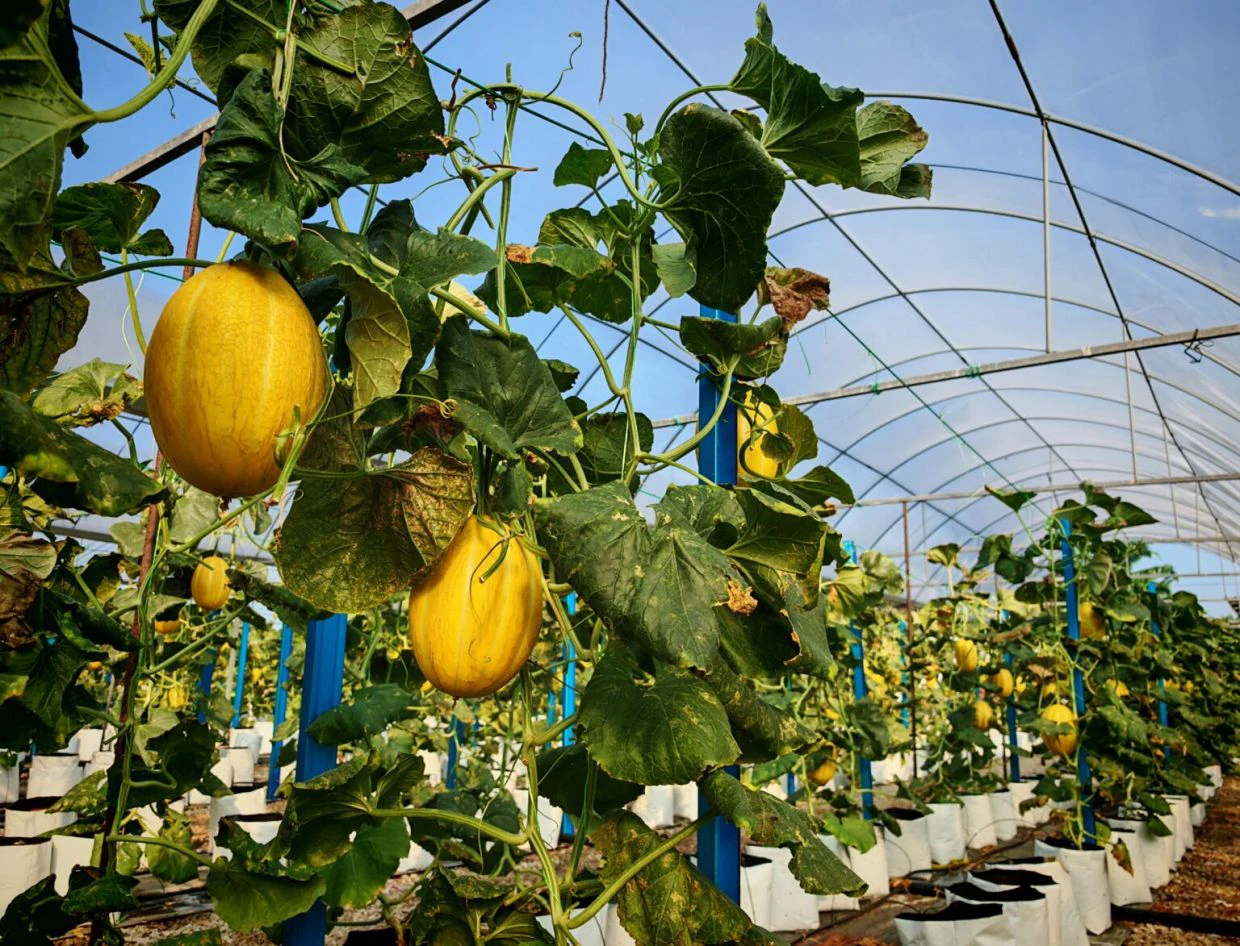 Melon lembut premium berjaya membantu petani menjana pendapatan.