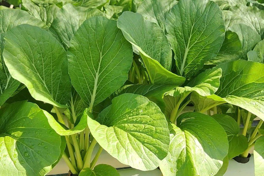 Inisiatif menanam sayur ini dilihat sebagai langkah proaktif bagi menangani sebarang gangguan bekalan makanan.