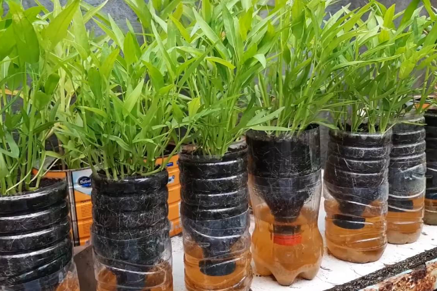 Campuran tanah hitam, kompos, bahan organik dan sekam bakar adalah nutrien terbaik untuk tumbuhan.