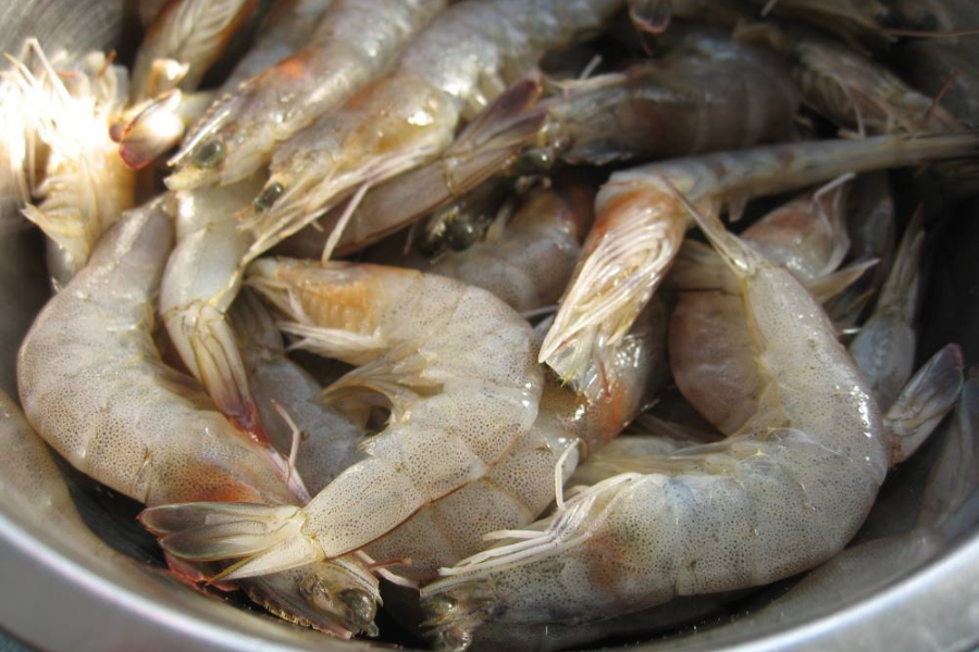 Rendaman udang bersama garam dapat mengurangkan pertumbuhan bakteria.