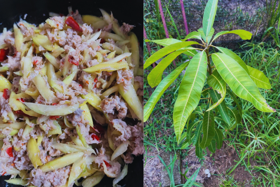 Wanita ini terus berkongsi rezeki biarpun perlu membayar RM6 untuk sekilogram mangga muda milik jiran.